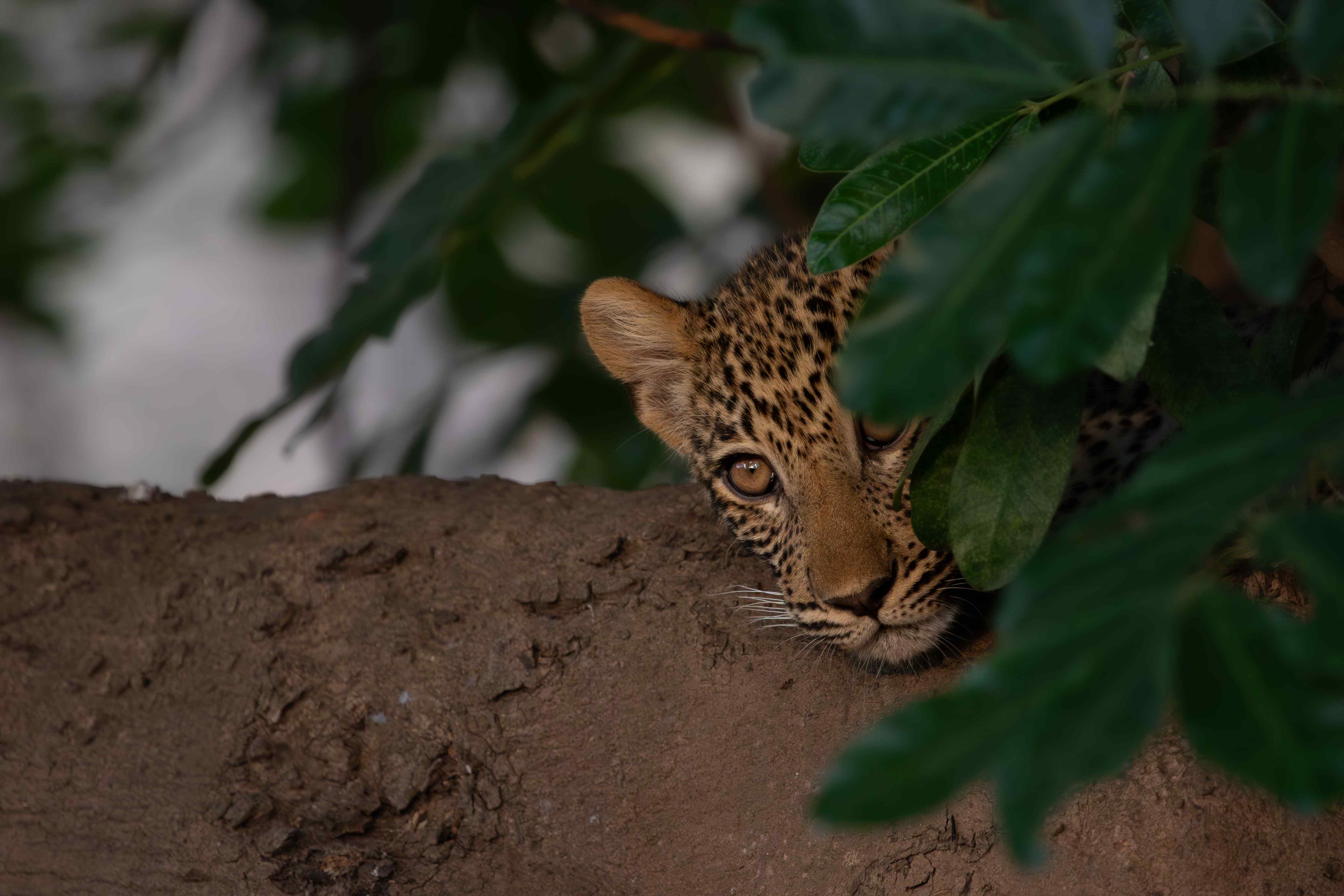 South Luangwa National Park